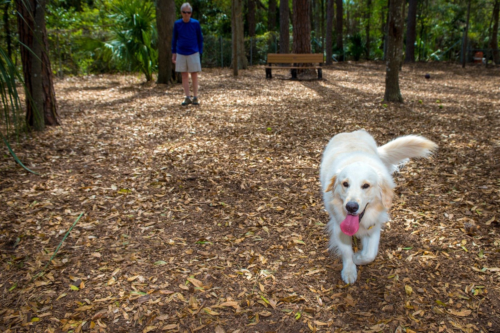 Dog park at Long Cove